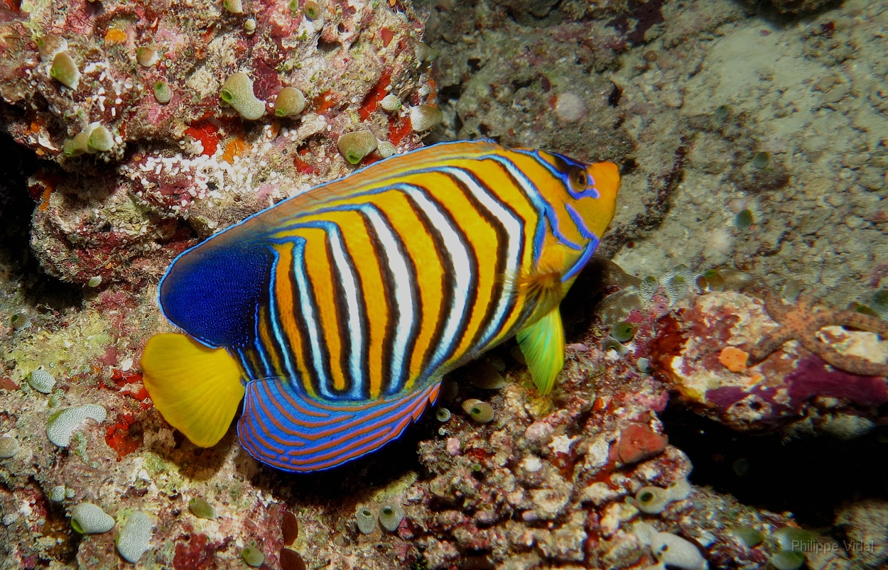 Velidhu - 2013_03_13 - IMG_0681rf_Poisson ange royal - Pygoplites diacanthus_Kudafaru thila_Plongee nuit.jpg